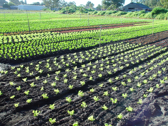 Telegram合法嗎？